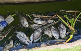 Cá lồng bè chết nổi dày đặc trên sông, khách sạn Hội An huy động nhân viên vớt không xuể