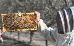 Bất ngờ trí tuệ nhân tạo giúp nuôi ong