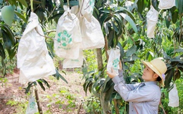 Bao quả - Tăng giá trị kinh tế