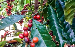 Giá cà phê bất ngờ bật tăng sau chuỗi ngày giảm liên tục