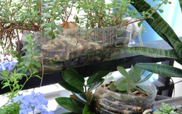 Thử thách sống xanh: Tái chế chai nhựa 3 phút, giữ xanh nhiều ngày