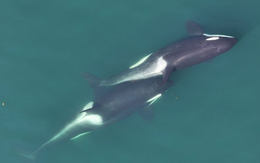 Bất ngờ phát hiện cá voi sát thủ dùng tảo biển để 'mát xa' cho nhau