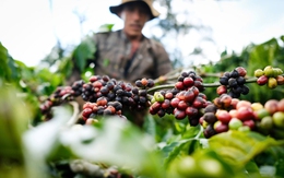 Doanh nghiệp Việt tìm cơ hội xuất khẩu giữa xung đột Trung Đông