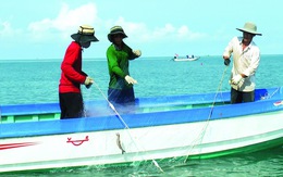 Bắt cá khoai ở biển Cà Mau