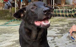 Bé trai 2 tuổi bị chó nhà người thân cắn rách đầu