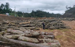 1.800m³ gỗ rừng ở Quảng Nam ế ẩm, 5 lần đấu giá, 2 lần đại hạ giá vẫn không 'trôi'