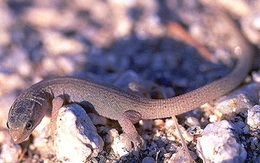 Loài vật vẫn sống sót dù ở gần nơi thiên thạch rơi xuống xóa sổ khủng long