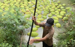 'Gương mặt mới' cho giá trị nông sản là du lịch nông nghiệp, giải trí và thời trang?