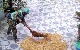 Shipper dọn đậu phộng giúp gia chủ khi trời mưa