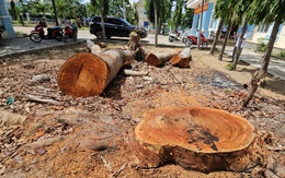 Chặt loạt cây xà cừ trong sân phường trước ngày sáp nhập: Không đúng quy trình xử lý tài sản công