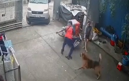 Shipper hú hồn với 'chó nhà em ngoan lắm, không cắn ai đâu'