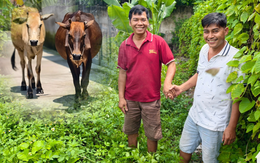 Hai con bò đi lạc và cái kết có hậu