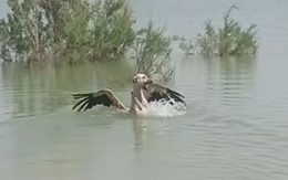 Chú chó hú hồn khi bơi ra hồ bắt cò