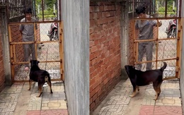 Chú chó hổ báo mang trong mình gan chuột nhắt