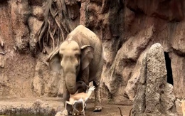 Kỳ diệu voi dùng vòi cứu nai suýt chết đuối