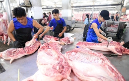 Vì sao thịt heo bẩn vẫn lọt ra thị trường?