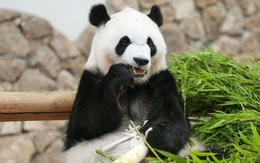 Hàng ngàn người Nhật xúc động tiễn 4 gấu trúc khổng lồ về Trung Quốc