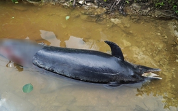 Phát hiện xác cá heo nghi bị chĩa đâm chết trên sông Ông Đốc