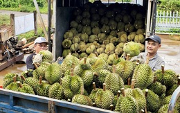 Tại sao người Việt chi hơn 9 triệu USD mua sầu riêng ngoại?