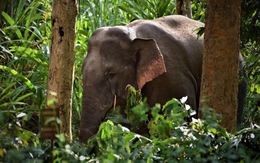 Voi rừng ở Đồng Nai quật chết cụ già 66 tuổi