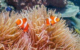 Loài cá nổi tiếng 'biến hình' khi biển nóng lên