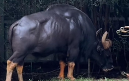 Ảnh vui 30-6: 'Cái câu 17 bẻ gãy sừng trâu nó... xưa rồi Diễm'