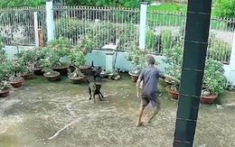 Hai chú chó xả thân cứu chủ thoát bị rắn cắn