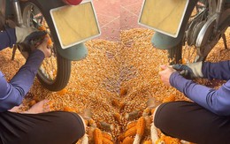 Cách tách hạt ngô khỏi lõi đơn giản mà nhiều người không biết