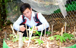 Tri thức dân gian sâm Ngọc Linh Kon Tum là di sản văn hóa phi vật thể quốc gia