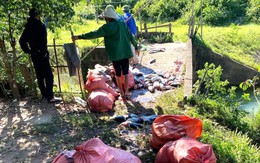 Cá chết la liệt do bị cuốn vào tua bin nhà máy thủy điện