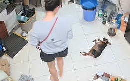 Chú chó tổn thương khi bị sen ngó lơ