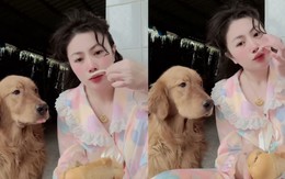 Golden thèm chảy nước miếng khi cô chủ hỏi 'có biết ăn bánh mì?'