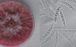 Hai nhà khoa học Trung Quốc bị cáo buộc đem nấm độc 'khủng bố nông nghiệp' vào Mỹ