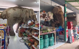 Bỏ rừng xuống phố, voi hoang dã vào cửa hàng tiện lợi kiếm ăn