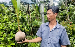 Giá dừa tăng cao kỷ lục, dừa giống cũng tăng giá gấp đôi