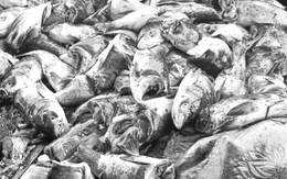 Vì sao cá chết la liệt tại khu vực thủy điện hồ Kẻ Gỗ?