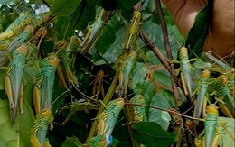 ‘Đại dịch châu chấu’ tấn công hoa màu, ăn hết sạch lá rừng luồng, làm cây khô héo