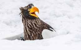 Những khoảnh khắc hài hước nhất qua cuộc thi nhiếp ảnh động vật 2025