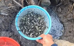 Chàng trai xúc được rổ cá rô trong vũng nước cạn ở miền Tây