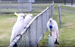 Loài vẹt đã phát triển 'văn hóa uống nước công cộng' tại Sydney