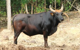 12 năm nghiên cứu, đàn bò tót lai ở Ninh Thuận đi vào... bế tắc