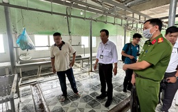 Vụ Công ty C.P. bị tố bán thịt heo bệnh: Hậu Giang nói không có dịch bệnh như phản ánh