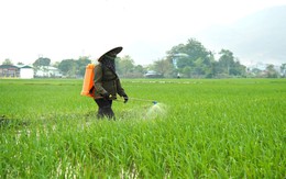 Phù Yên đẩy mạnh phát triển nông nghiệp hữu cơ