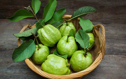 Trái ổi rẻ tiền nhưng cả lá và trái đều tốt cho sức khỏe