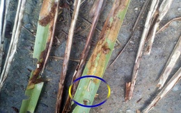 Sâu đầu đen gây hại hơn 100ha dừa tại Trà Vinh