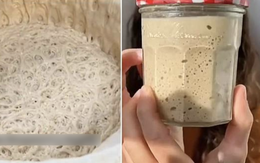 Nuôi men nở làm 'thú cưng' đang nở rộ: Cũng lạ lắm à nghen!