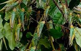 Ngăn chặn ‘đại dịch châu chấu’ ở Quảng Bình bằng cách nào?