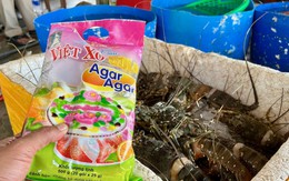 Chống buôn lậu, hàng giả 8-6: Xử phạt cơ sở bơm thạch rau câu vào tôm hùm