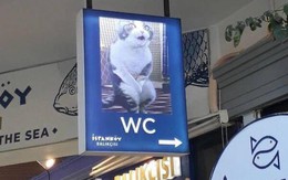 Ảnh vui 8-6: Mèo kiểu 'sao lấy hình tui để minh họa?'