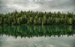 Cây cối biết 'ghi nhớ' lúc thừa và thiếu nước để sinh tồn